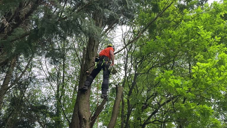 Best Tree Cabling and Bracing  in , KS